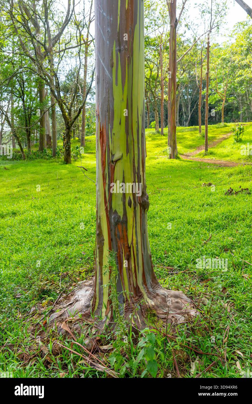 Arcobaleno eucalipto al Keahua Arboretum vicino a Kapa, Kauai, Hawaii. Foto Stock