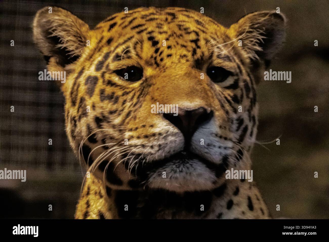 jaguar. Vista ravvicinata di un maestoso giaguaro, con i suoi sorprendenti motivi di pelliccia e lo sguardo intenso, che mette in risalto la bellezza della fauna selvatica in natura Foto Stock