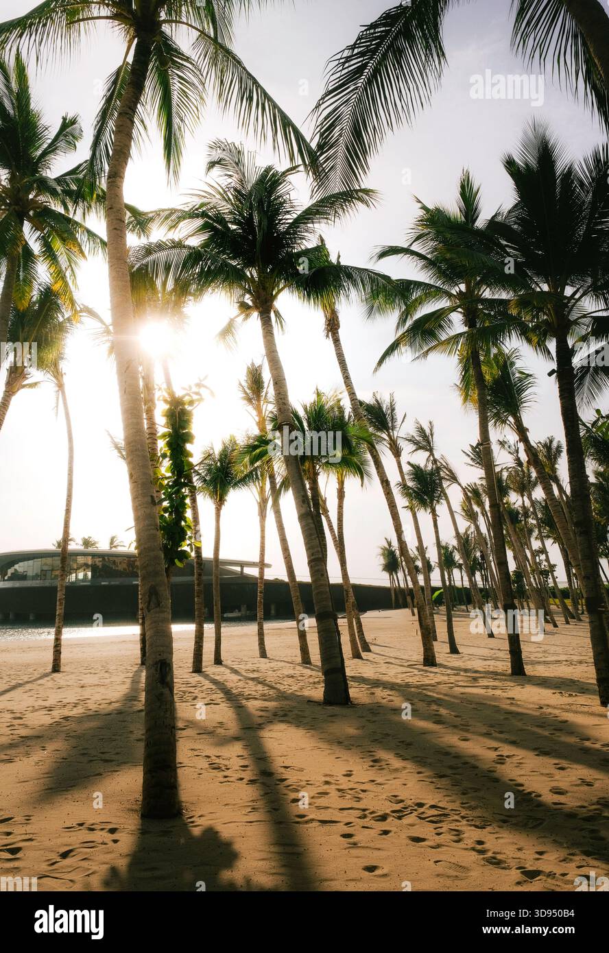 Alte palme che gettano lunghe ombre su una spiaggia tropicale soleggiata, con luce calda che filtra attraverso le foglie e un moderno edificio fronte spiaggia Foto Stock