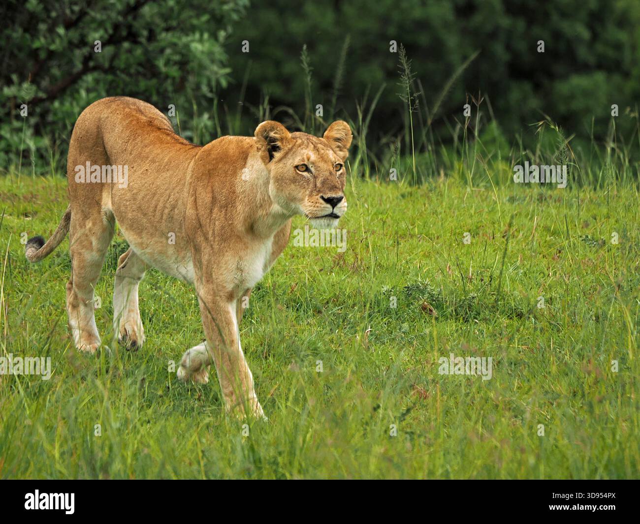 Lioness (Panthera leo) che caccia un bisonte sfuggente a Masai Mara Conservancies, Greater Mara, Kenya Africa Foto Stock