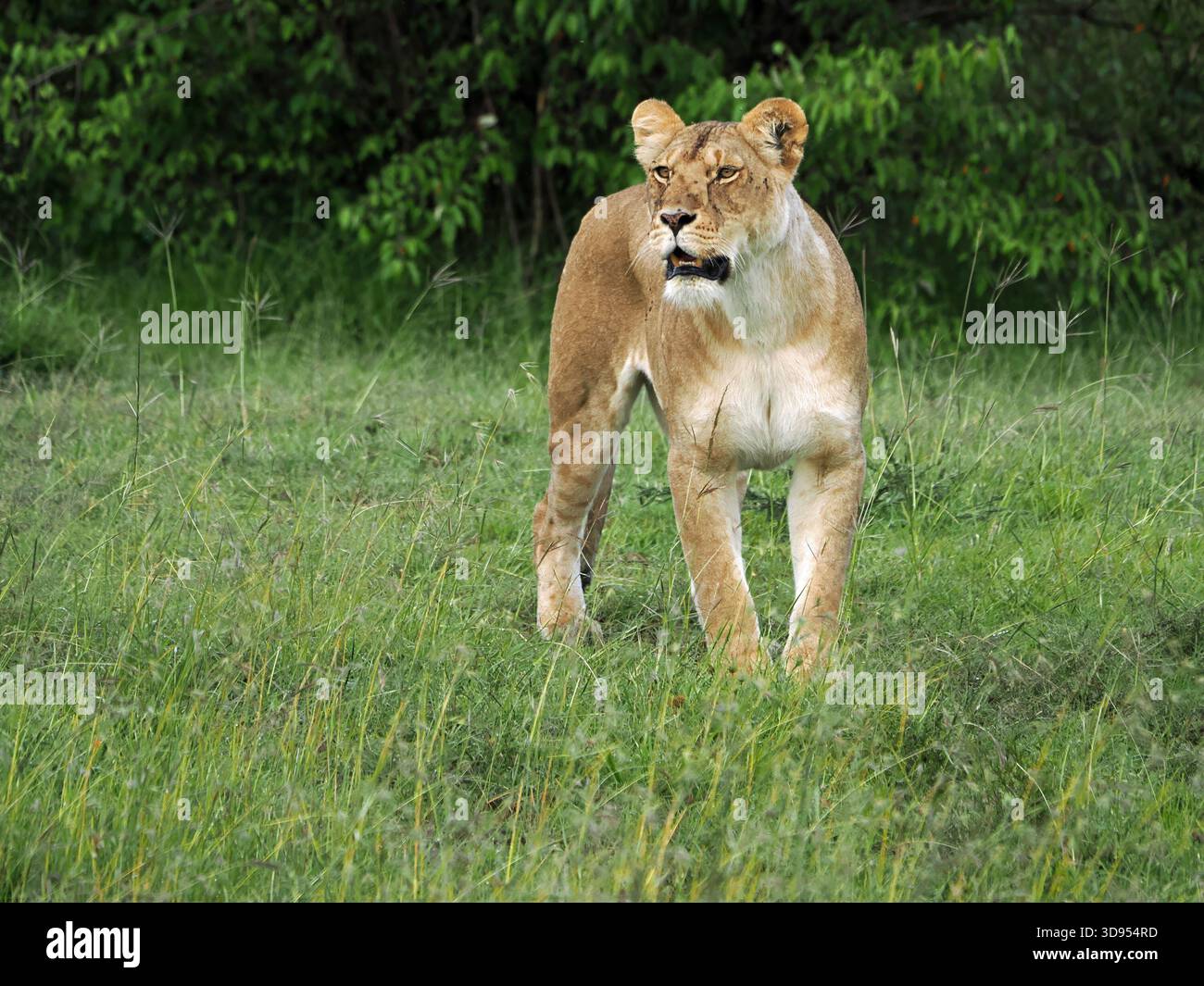 Lioness (Panthera leo) che caccia un bisonte sfuggente a Masai Mara Conservancies, Greater Mara, Kenya Africa Foto Stock