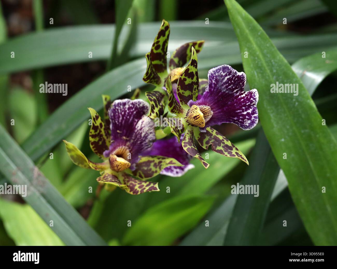 Ibrido Zygopetalum orchidea, Orchidaceae. Sud America. Le orchidee Zygopetalum sono un genere di circa 14 specie originarie del Sud America. Foto Stock