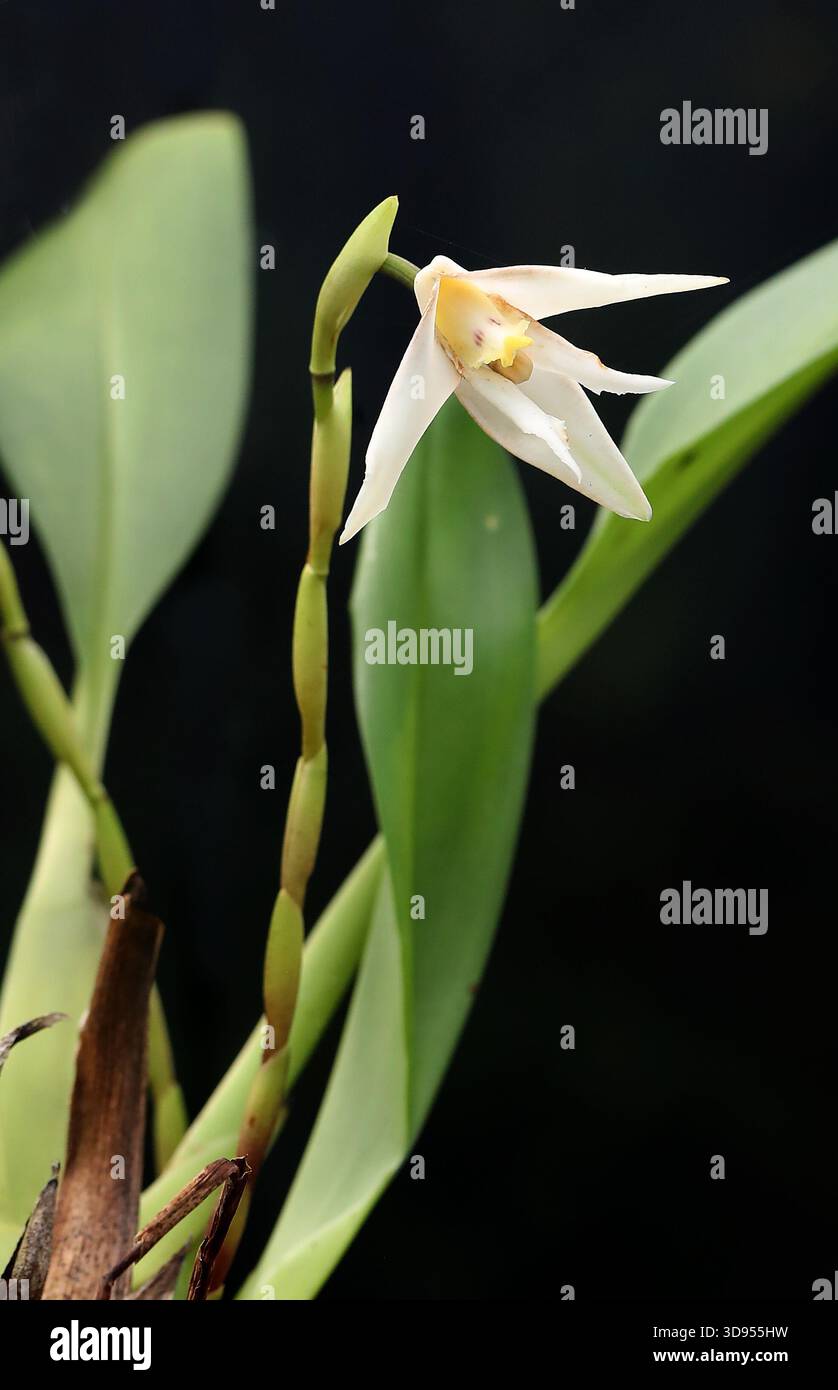 Maxillaria sp., forse Maxillaria brachybulbon, Orchidaceae. Sud America. Maxillaria è abbreviato come Max nel commercio orticolo. Foto Stock