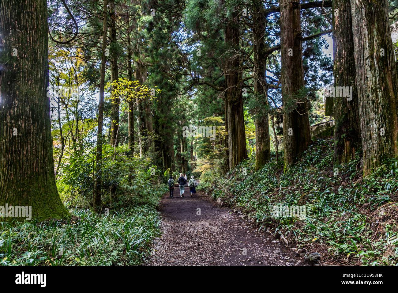 Escursionisti lungo lo storico sentiero Tokaido attraverso Hakone, prefettura di Kanagawa, fiancheggiato da antichi cedri di sugi (Cryptomeria japonica). Questa sezione dell'ex percorso principale tra Edo (Tokyo) e Kyoto è stata sviluppata per il turismo come parte del sentiero pedonale Nakasendo ed è un'area protetta. Hakone, contea di Ashigarashimo, Giappone Foto Stock