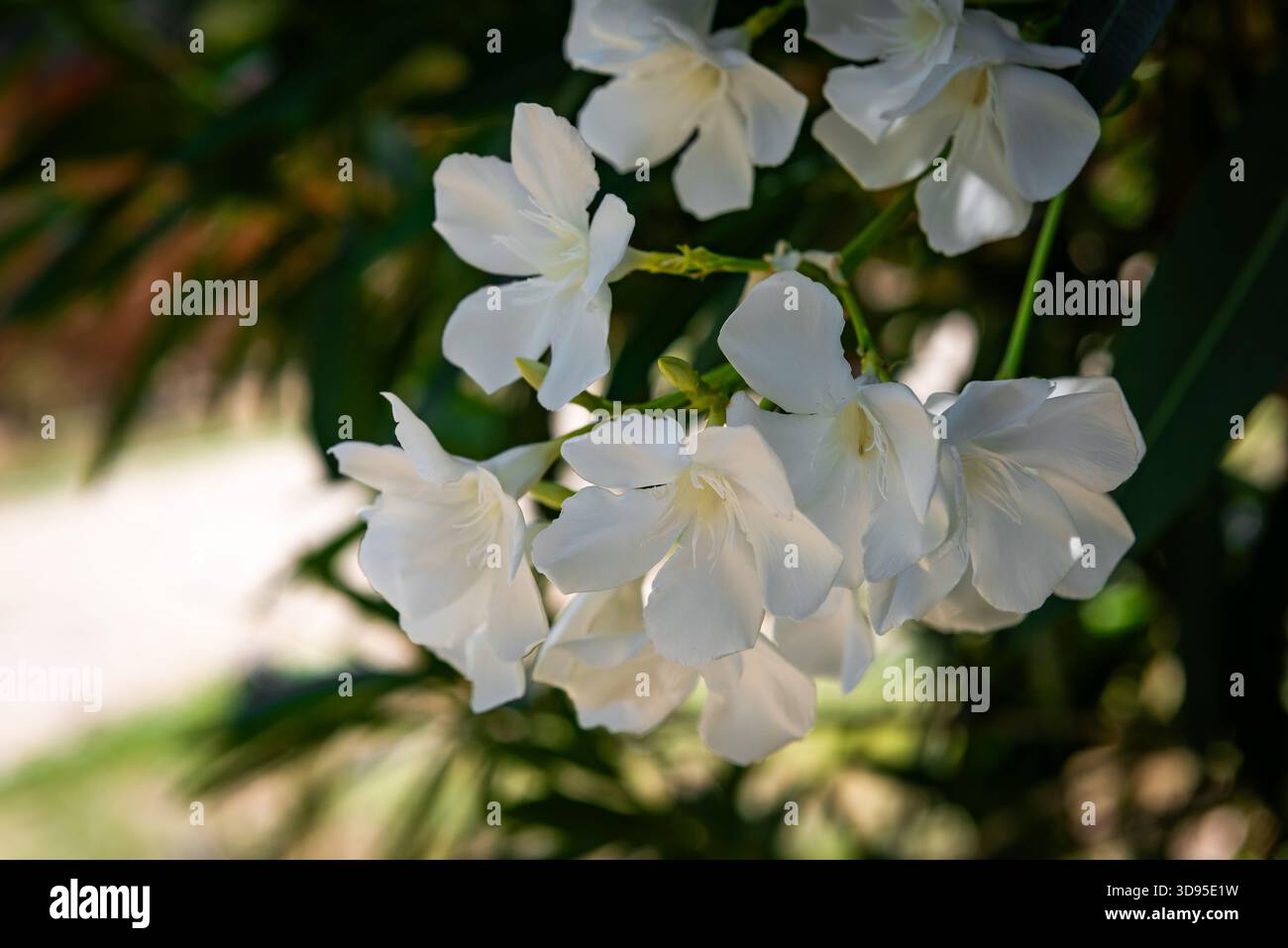 Fiori di oleandro bianchi in piena fioritura dominano la cornice, circondati da foglie verdi lussureggianti e petali delicatamente illuminati Foto Stock