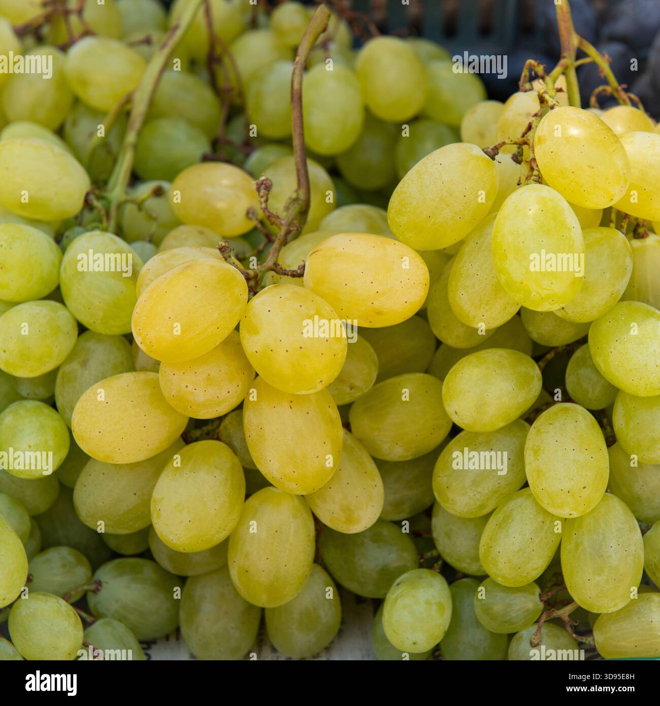 Uva verde grassa e fresca raggruppata ermeticamente su sottili steli marroni, che mostrano maturità attraverso sfumature verdi chiare e giallastre Foto Stock