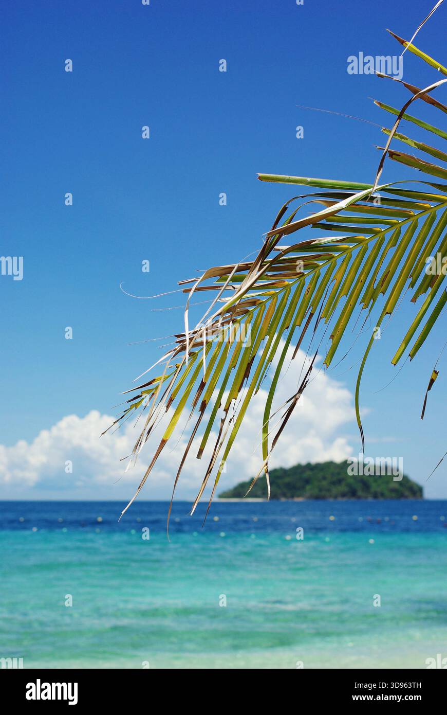 Svago tropicale sotto un cielo luminoso. Una vivace fronda di palme contrasta nettamente con il blu profondo, creando un'atmosfera da resort soleggiata e spensierata. Foto Stock