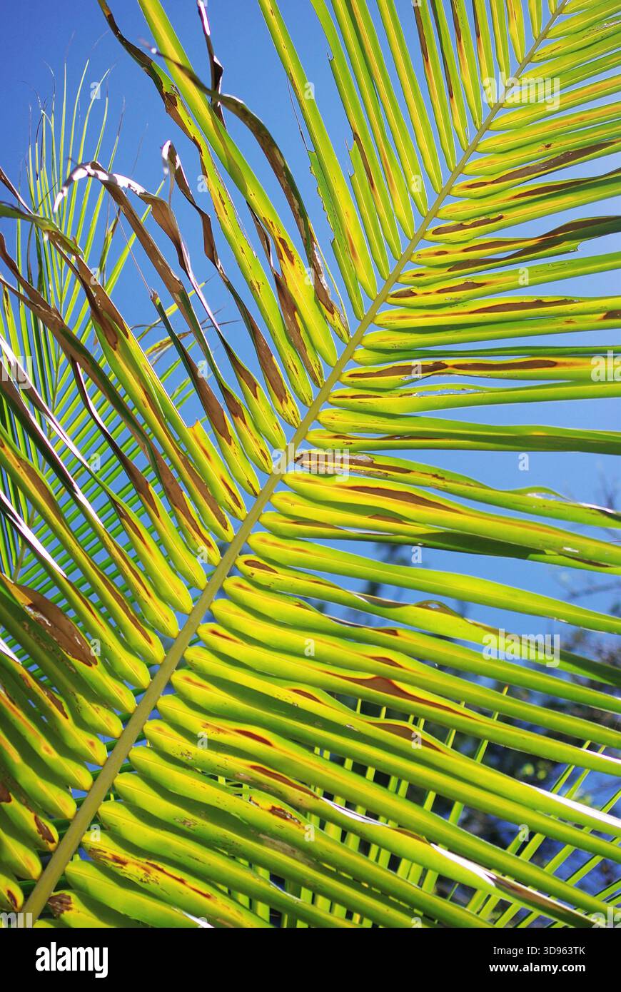 Svago tropicale sotto un cielo luminoso. Una vivace fronda di palme contrasta nettamente con il blu profondo, creando un'atmosfera da resort soleggiata e spensierata. Foto Stock