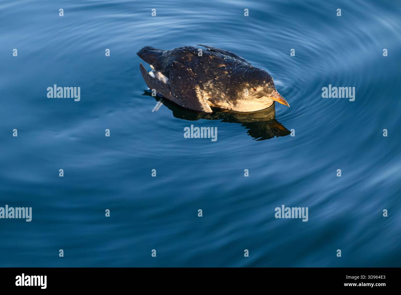 Rhinoceros Auklet Cerorhinca monocerata immaturo nelle acque oceaniche Foto Stock