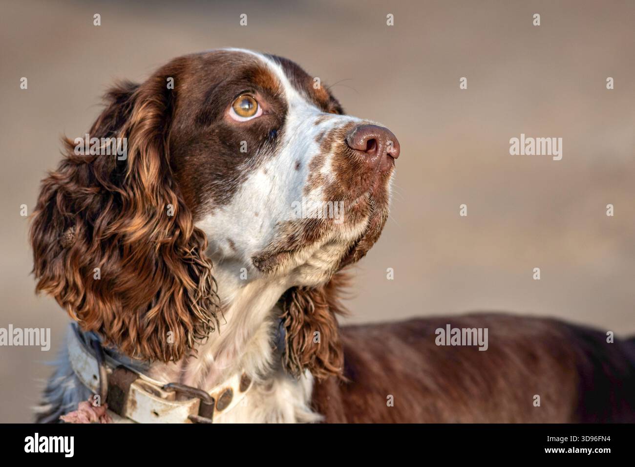 Ritratto dell'inglese Springer Spaniel Foto Stock