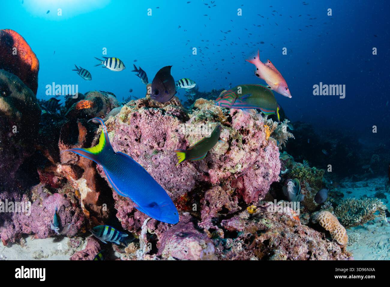 Grandangolo sottomarino, pesci della barriera corallina, Parco Nazionale di Komodo, Indonesia Foto Stock