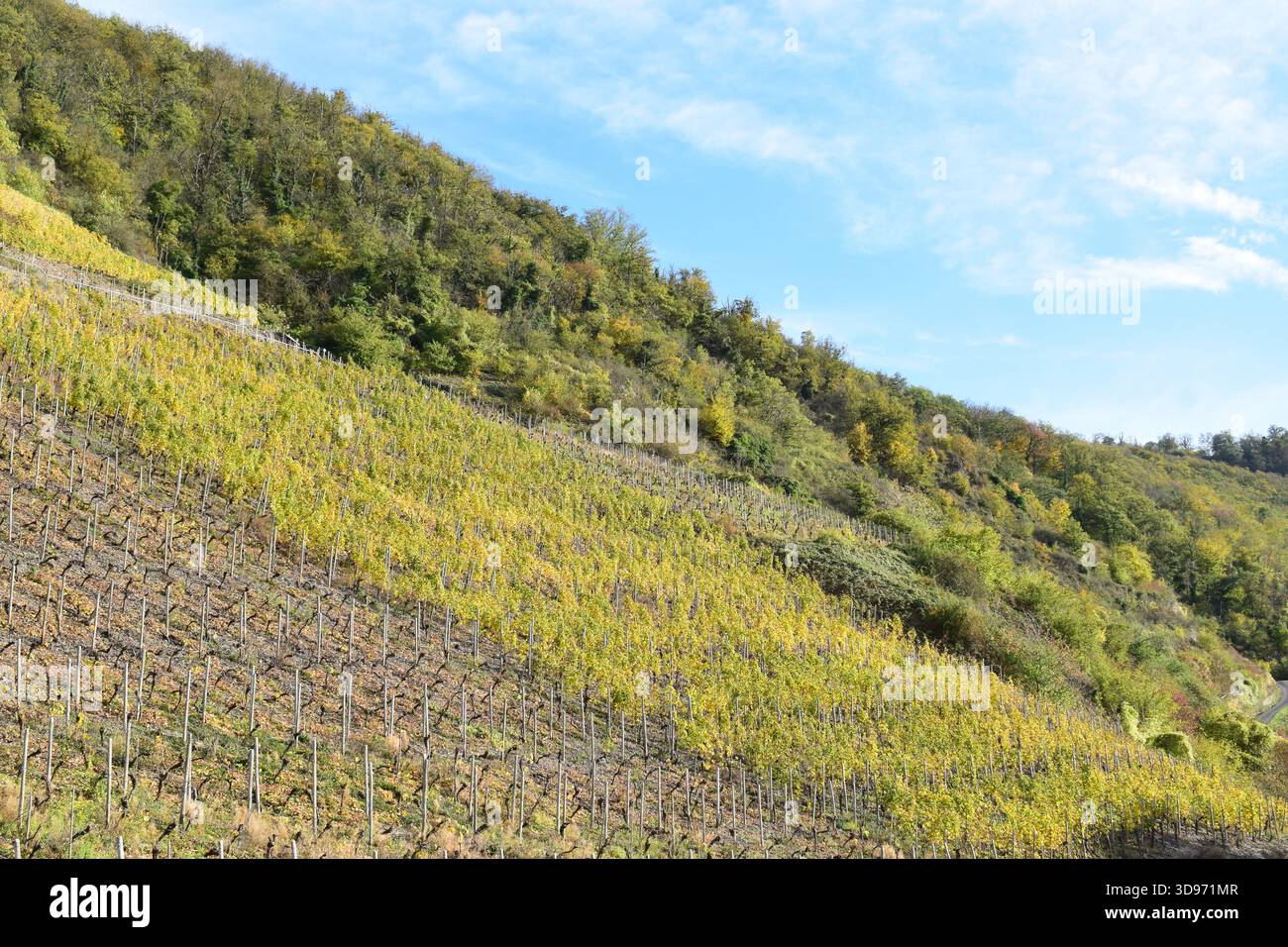 vigneti ripidi terrazzati in colori autunnali Foto Stock