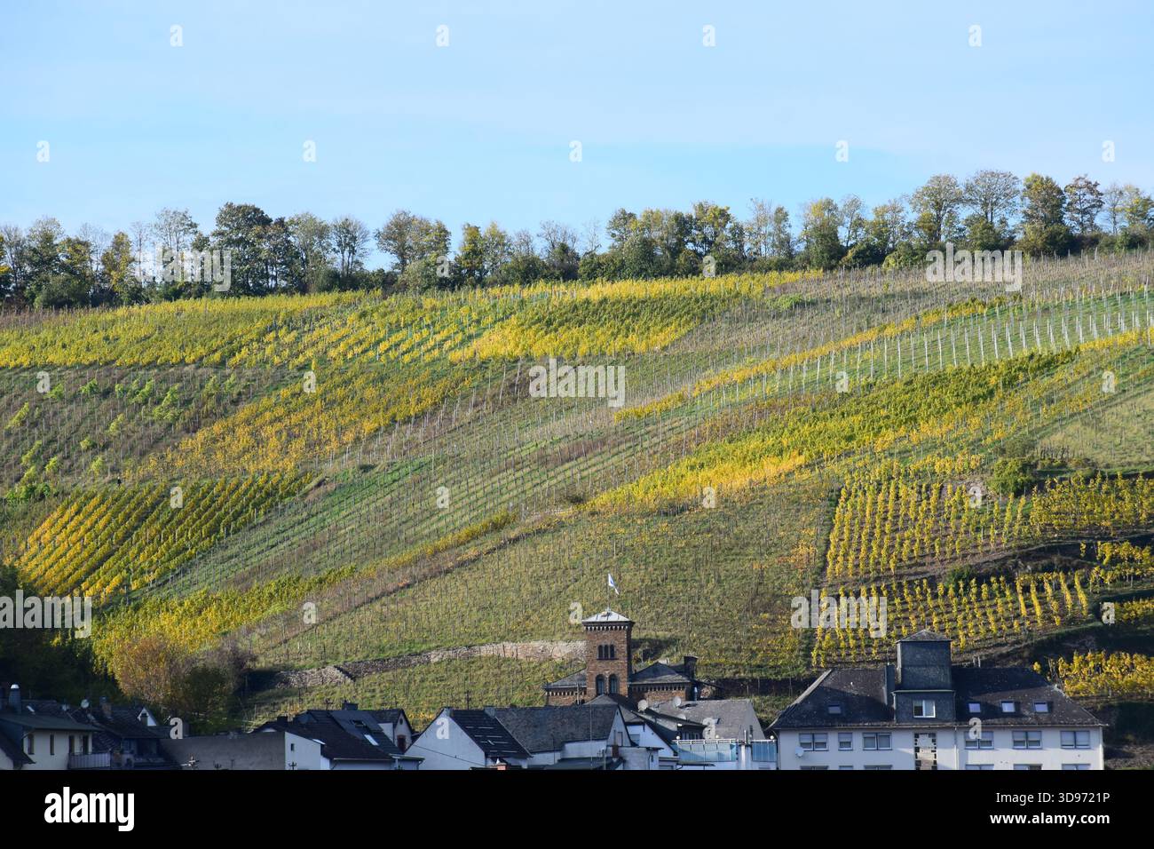 vigneti ripidi terrazzati in colori autunnali Foto Stock