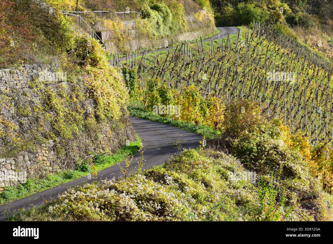 vigneti ripidi terrazzati in colori autunnali Foto Stock