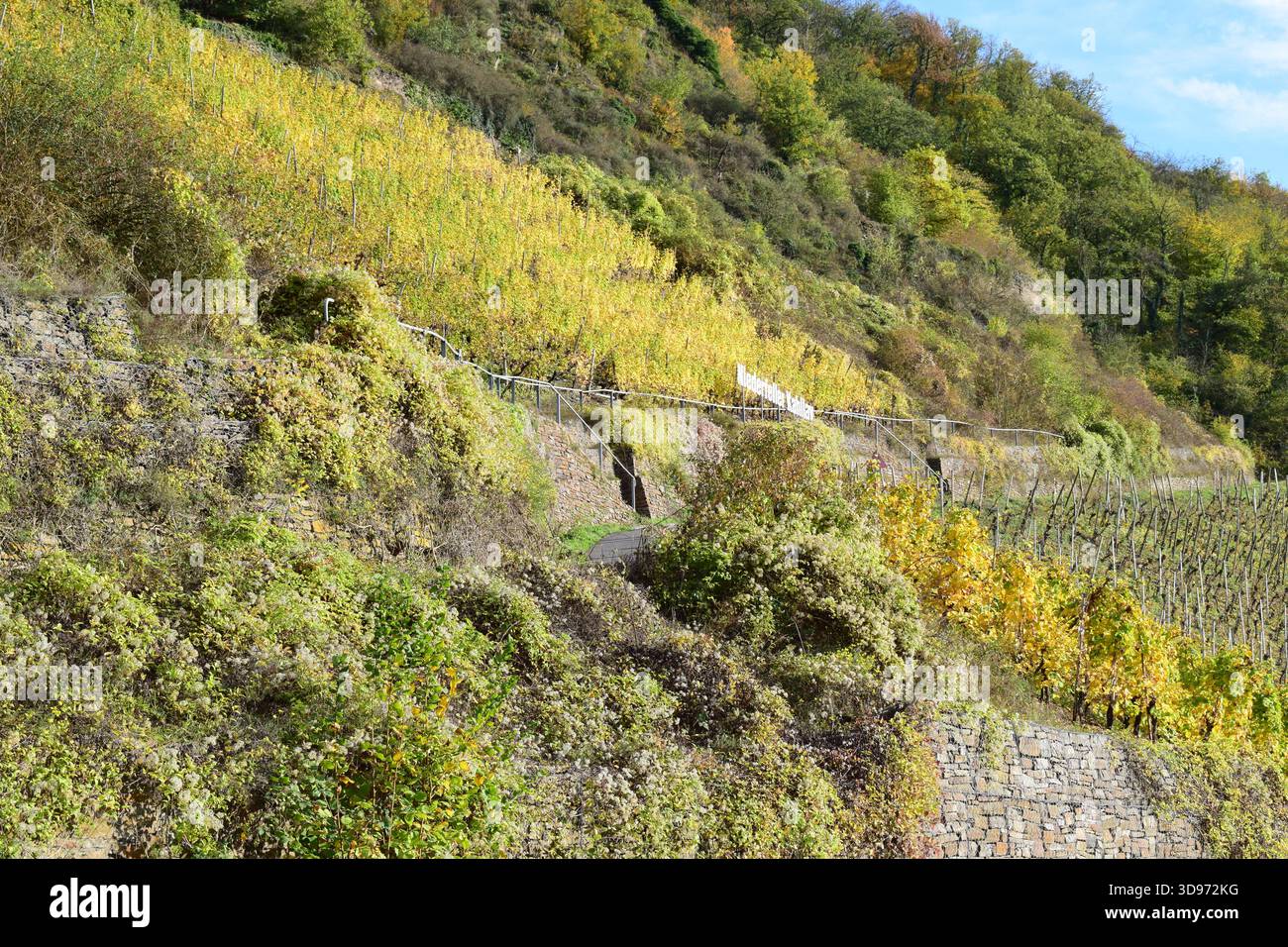 vigneti ripidi terrazzati in colori autunnali Foto Stock