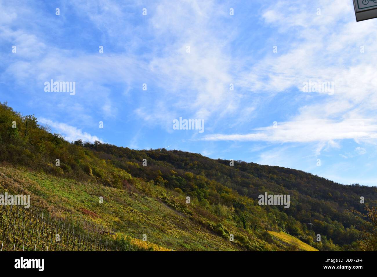 vigneti ripidi terrazzati in colori autunnali Foto Stock
