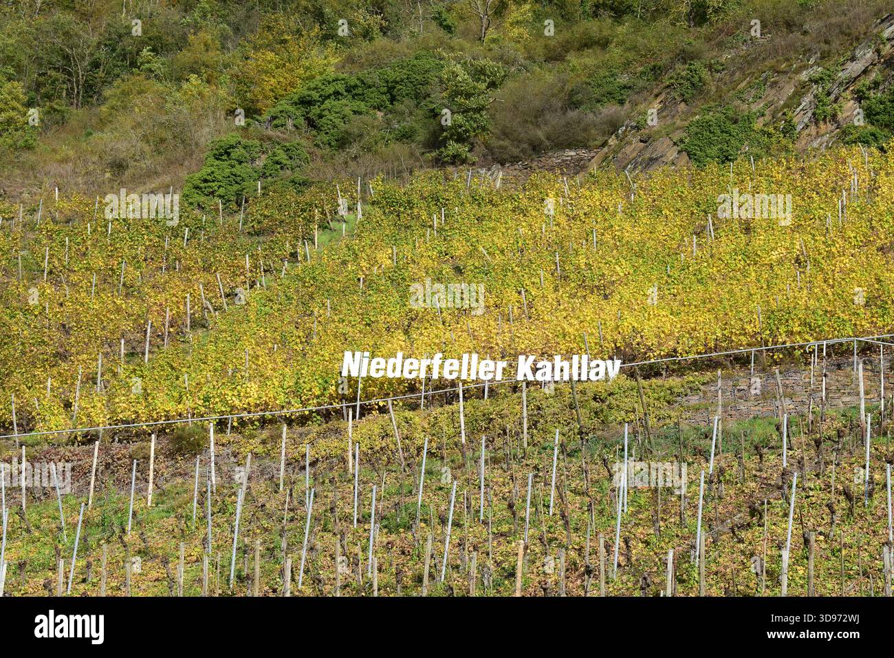 vigneti ripidi terrazzati in colori autunnali Foto Stock