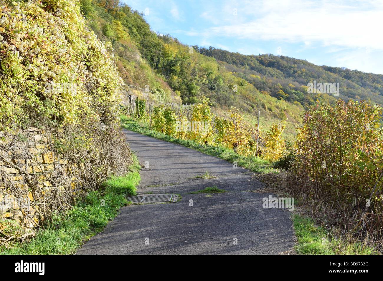 vigneti ripidi terrazzati in colori autunnali Foto Stock