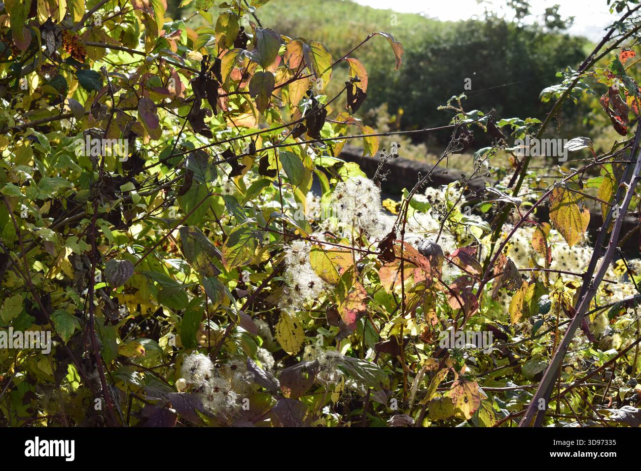 vigneti ripidi terrazzati in colori autunnali Foto Stock