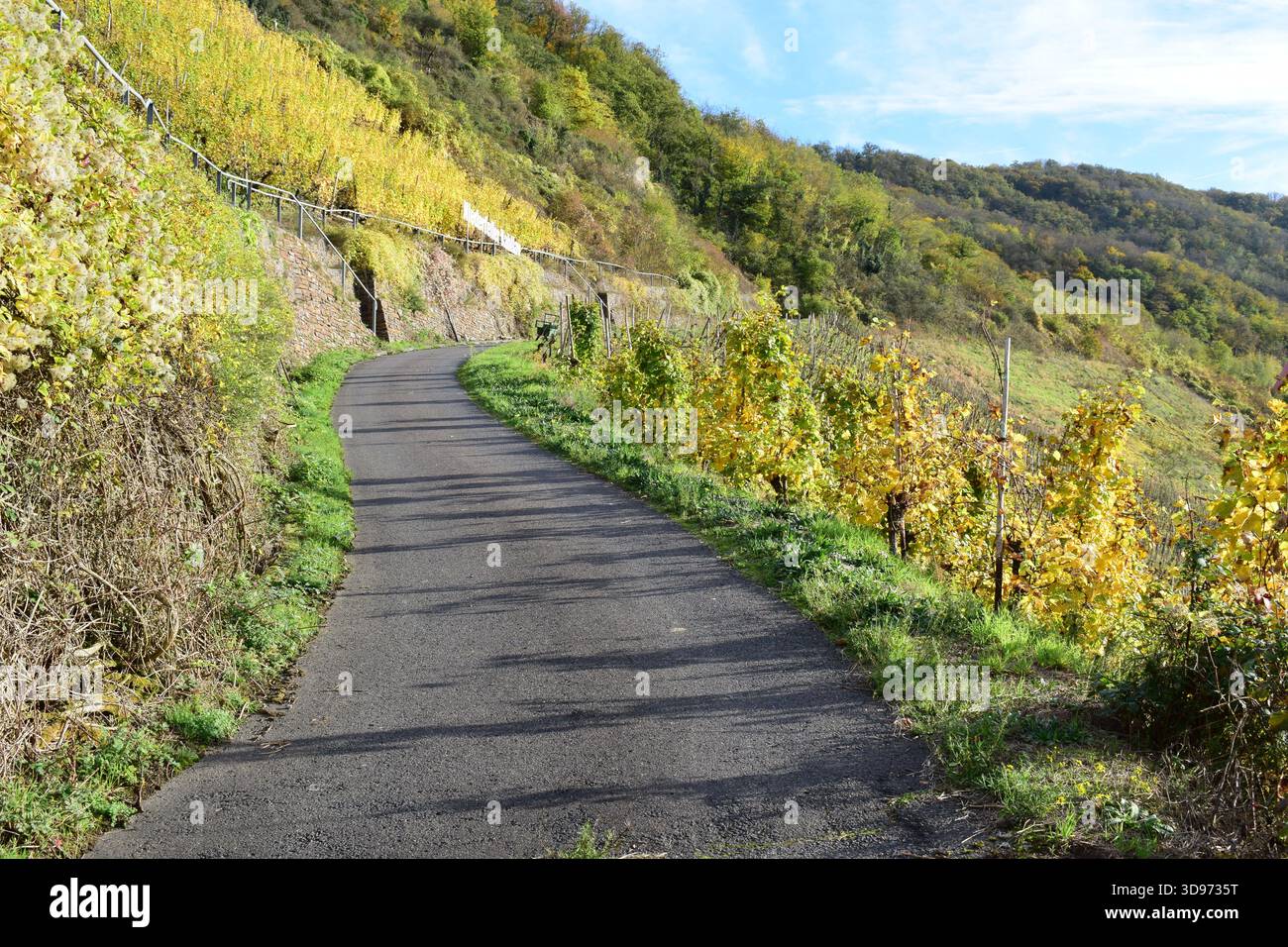 vigneti ripidi terrazzati in colori autunnali Foto Stock