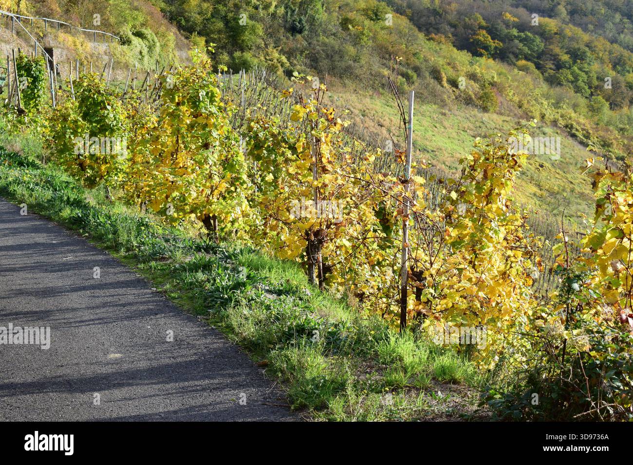vigneti ripidi terrazzati in colori autunnali Foto Stock