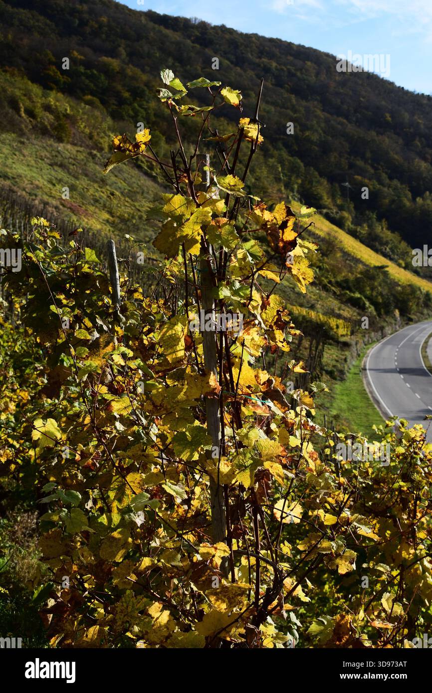 vigneti ripidi terrazzati in colori autunnali Foto Stock
