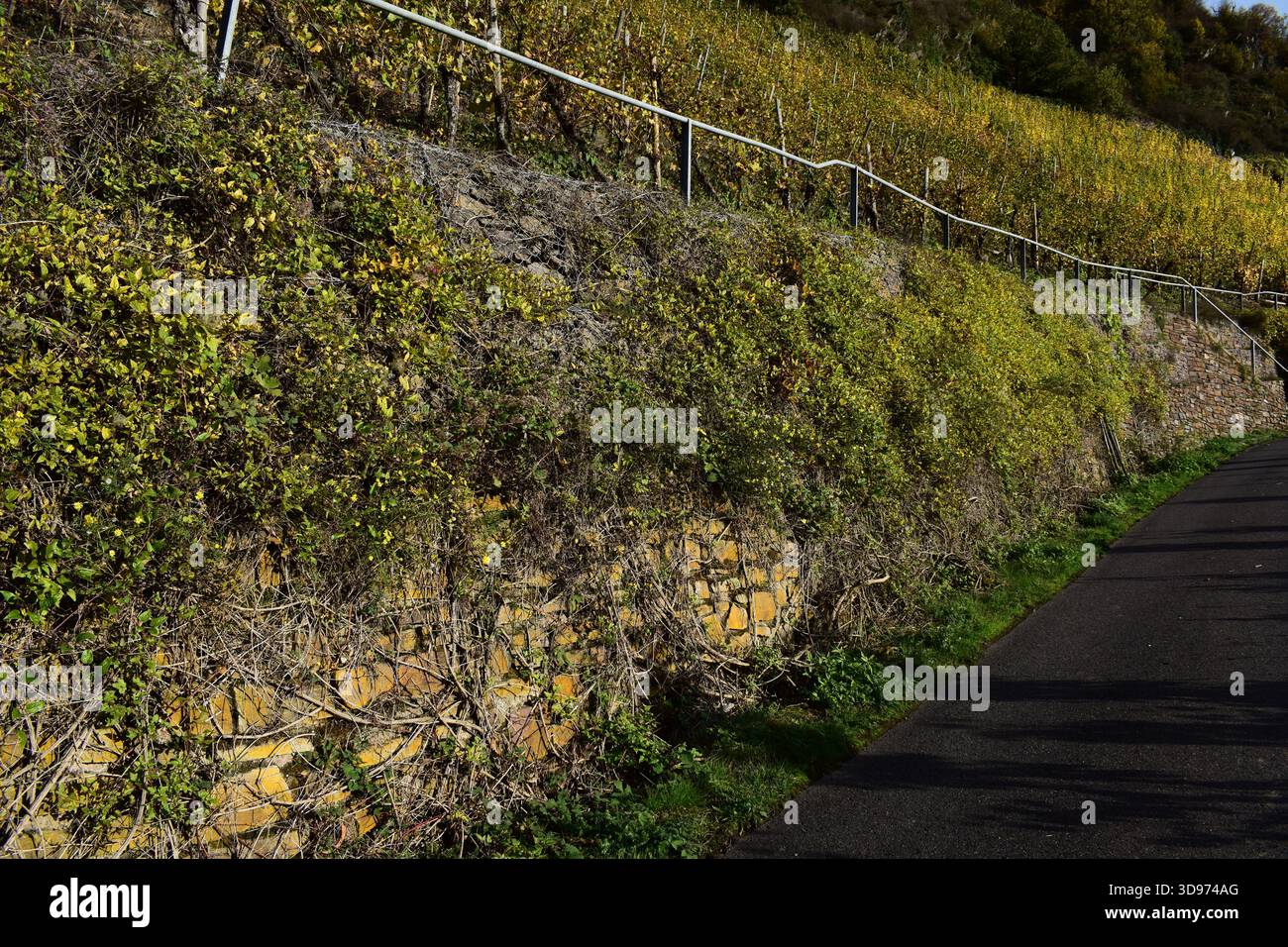 vigneti ripidi terrazzati in colori autunnali Foto Stock