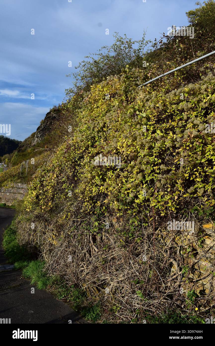vigneti ripidi terrazzati in colori autunnali Foto Stock