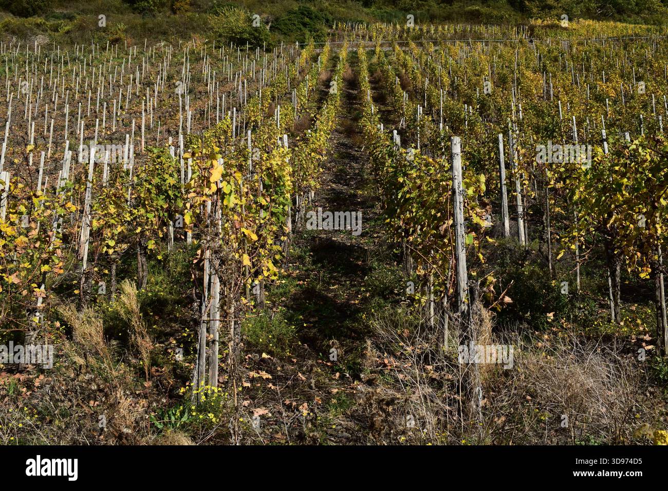 vigneti ripidi terrazzati in colori autunnali Foto Stock