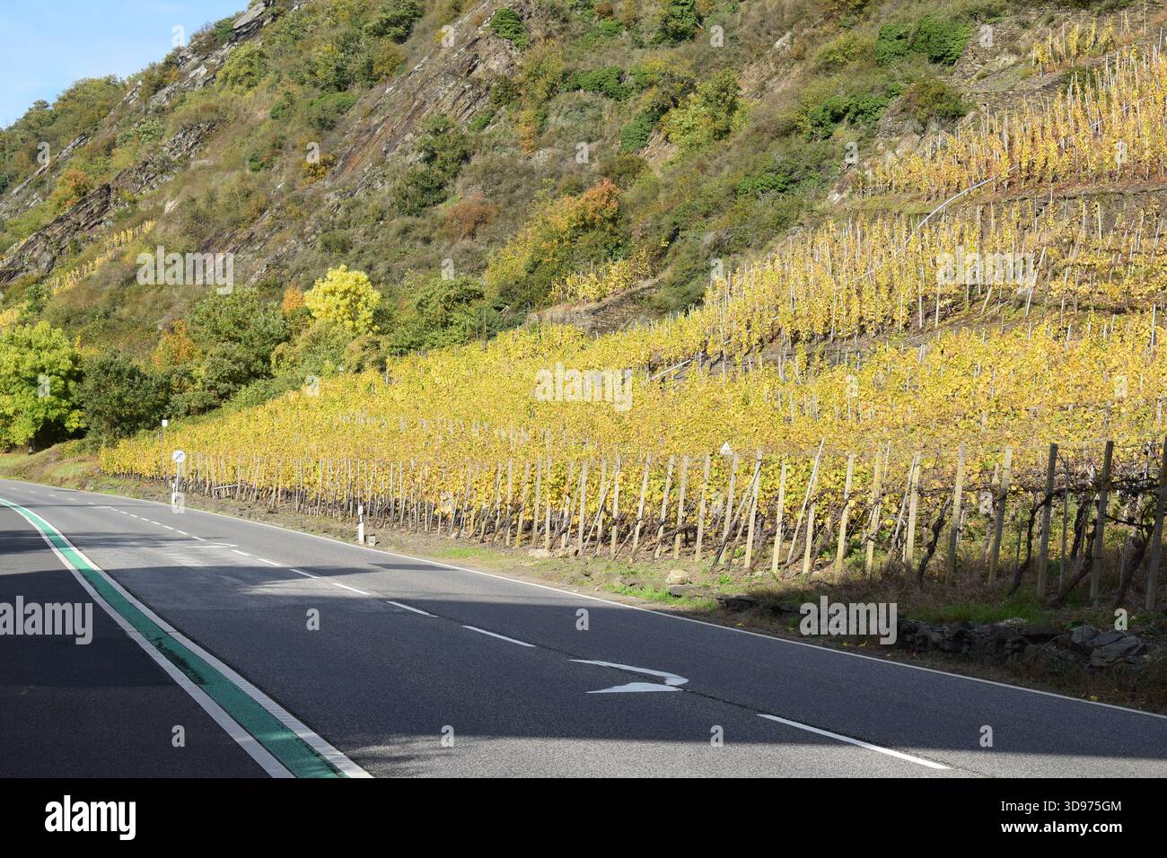 Strada della valle della Mosella lungo i ripidi vigneti gialli autunnali Foto Stock