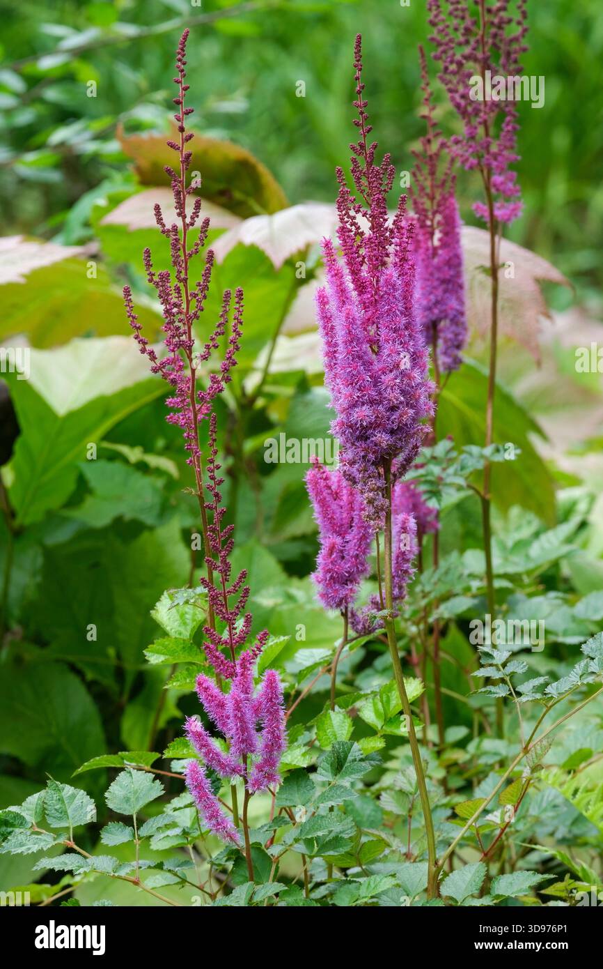 Astilbe chinensis var. Taquetii Purpurlanze, astilbe Purpurlanze cinese, diviso, foglie di verde medio, pannocchie di fiori rosso porpora Foto Stock