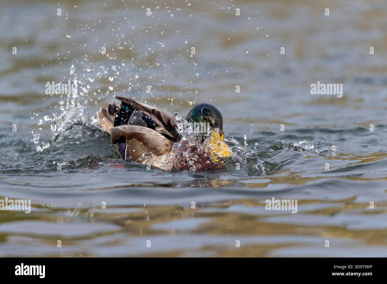 Mallard; Anas platyrhynchos; Drake Bathing; UK Foto Stock