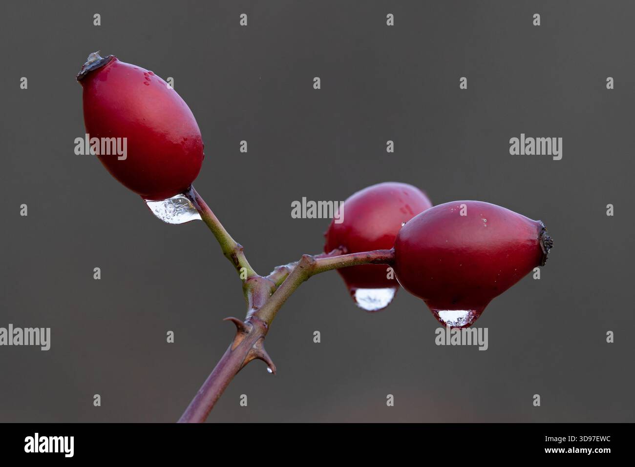 Dog Rose (Rosa canina) rosehips con goccioline congelate Norfolk novembre 2025 Foto Stock