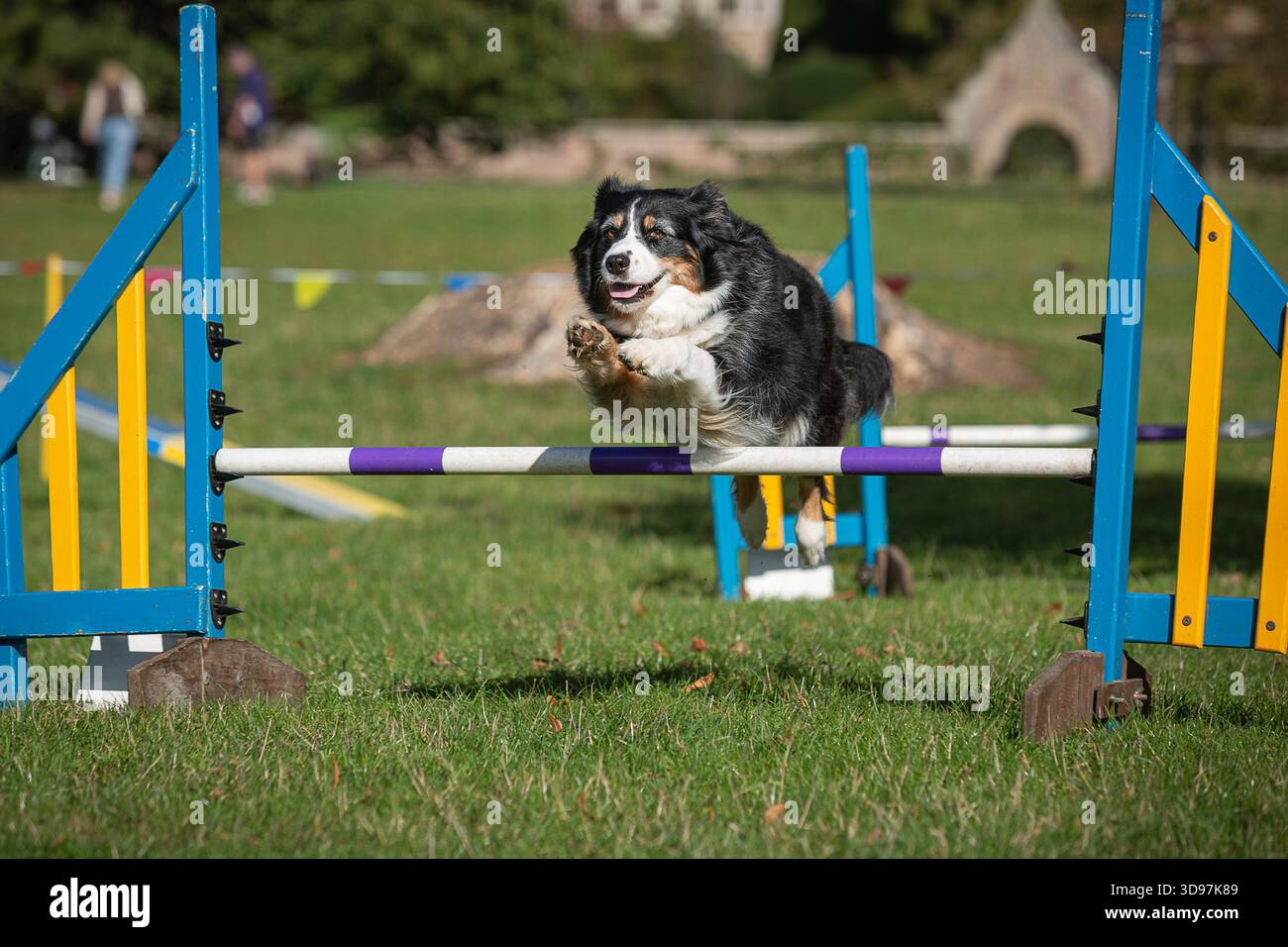 Border Collie salta su un salto di agilità durante gli allenamenti sportivi canini. Foto Stock