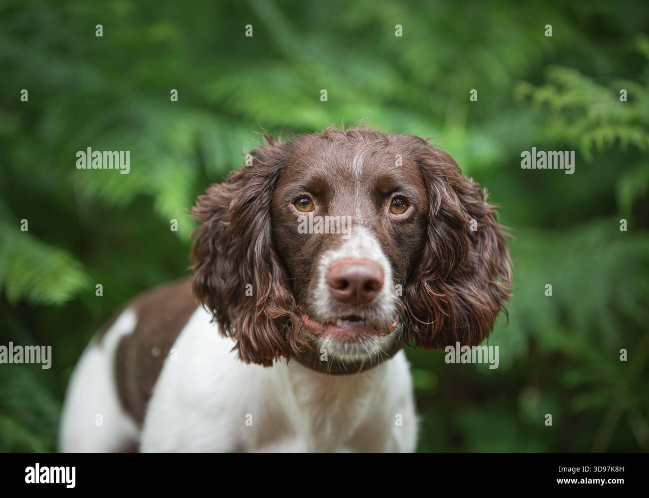 Cocker Spaniel seduto tra lussureggianti felci verdi. Ritratto naturale di un cane nel bosco. Foto Stock