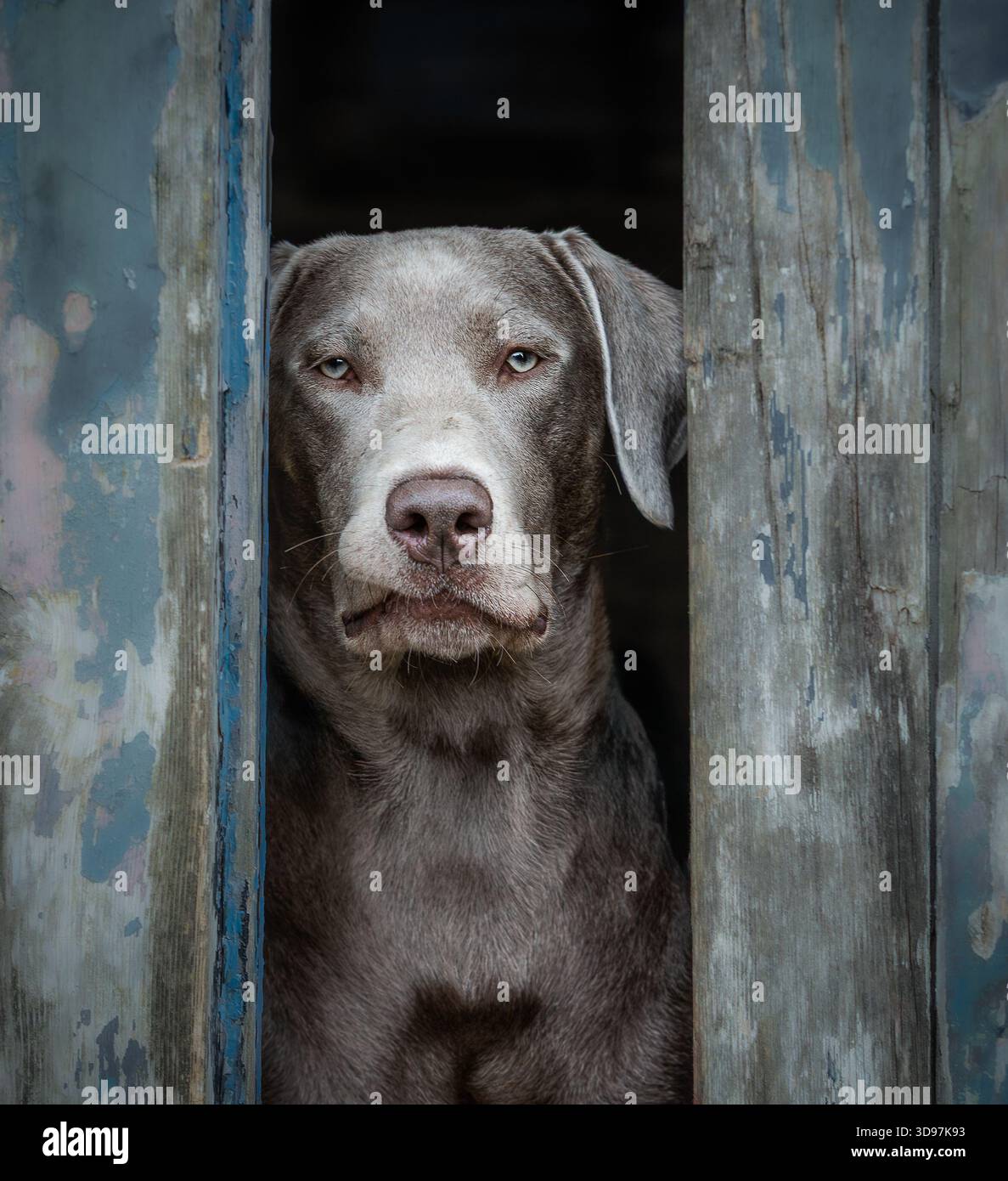 Silver Labrador che guarda fuori dalle rustiche porte blu del fienile. Ritratto da esterno in stile monolocale. Foto Stock