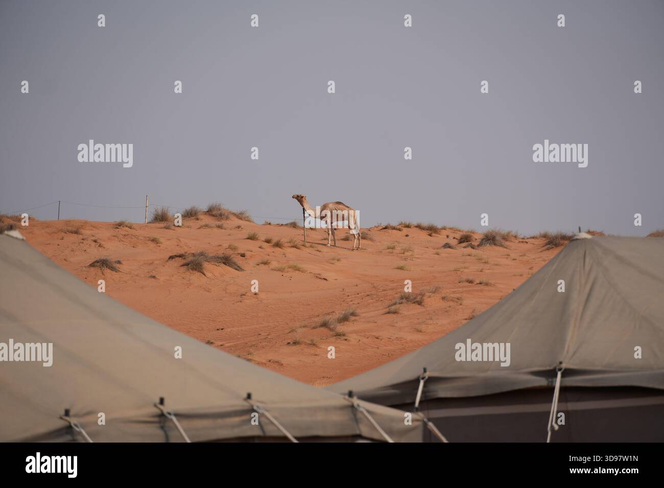 Cammello sulla duna di sabbia a Wahiba Sands, Oman Foto Stock