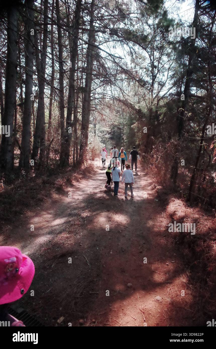 Bambini che esplorano e giocano in una pineta in Messico, camminano lungo sentieri, arrampicate su strutture e interagiscono con la natura durante una gita in famiglia Foto Stock