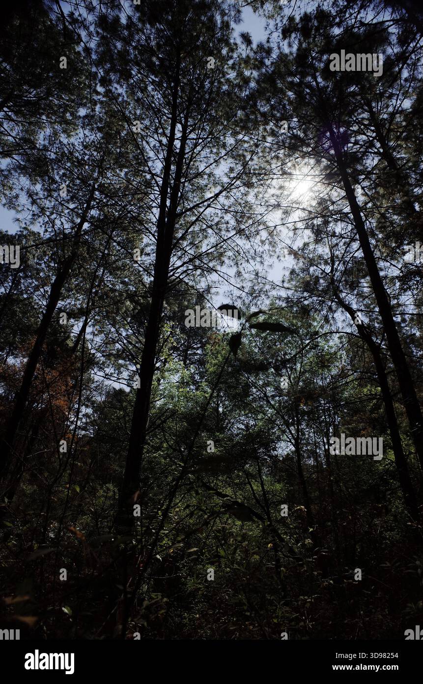 Bambini che esplorano e giocano in una pineta in Messico, camminano lungo sentieri, arrampicate su strutture e interagiscono con la natura durante una gita in famiglia Foto Stock