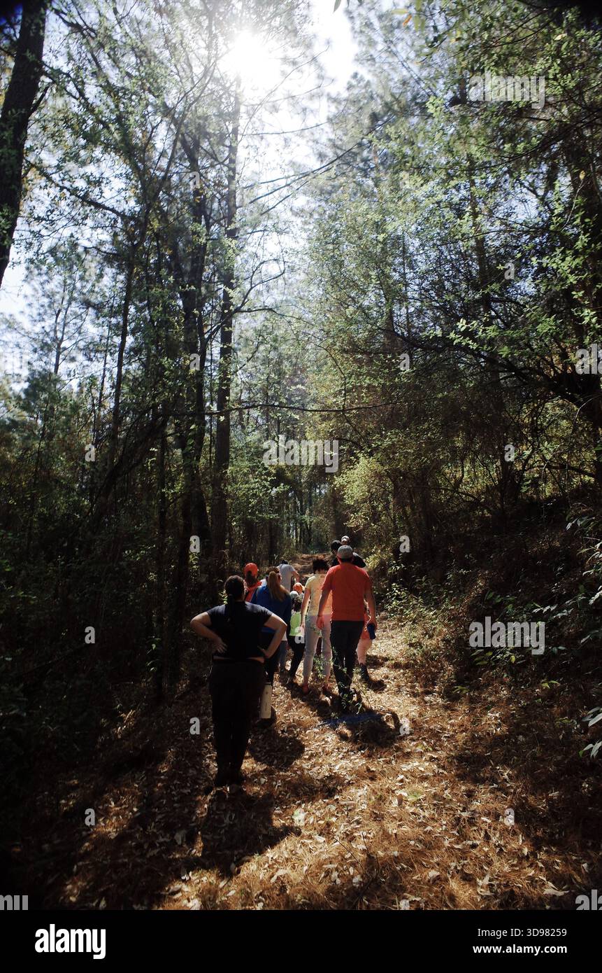 Bambini che esplorano e giocano in una pineta in Messico, camminano lungo sentieri, arrampicate su strutture e interagiscono con la natura durante una gita in famiglia Foto Stock