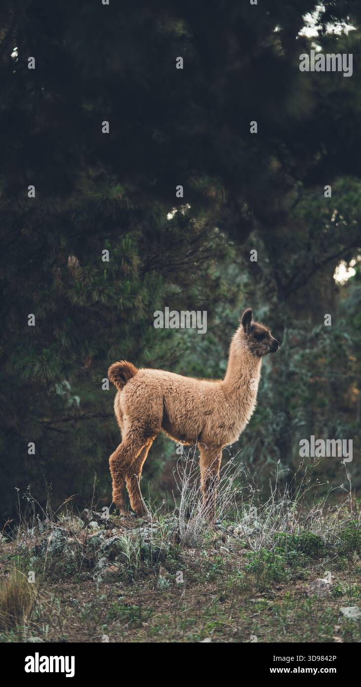 Giovane lama con pelliccia marrone in piedi su una collina in una foresta Foto Stock