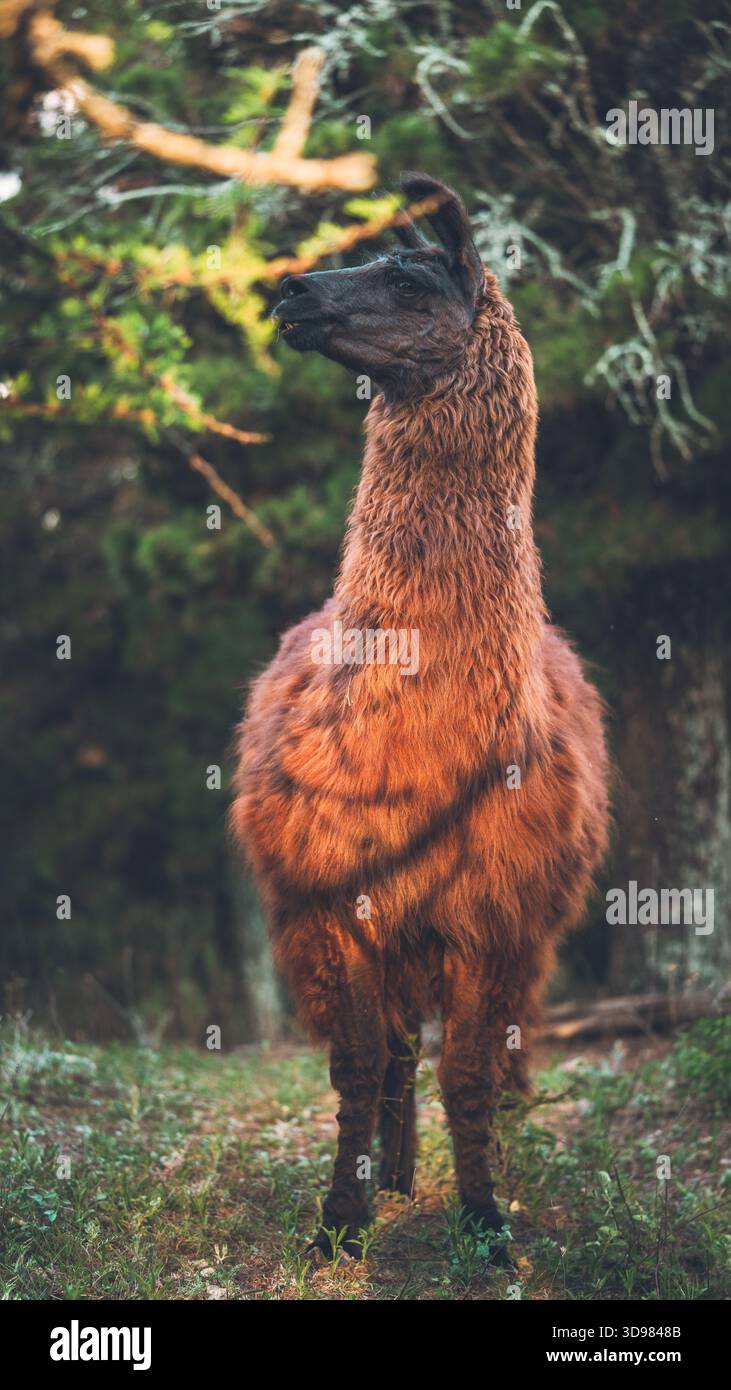 Lama in piedi nella foresta selvaggia guardando lateralmente Foto Stock