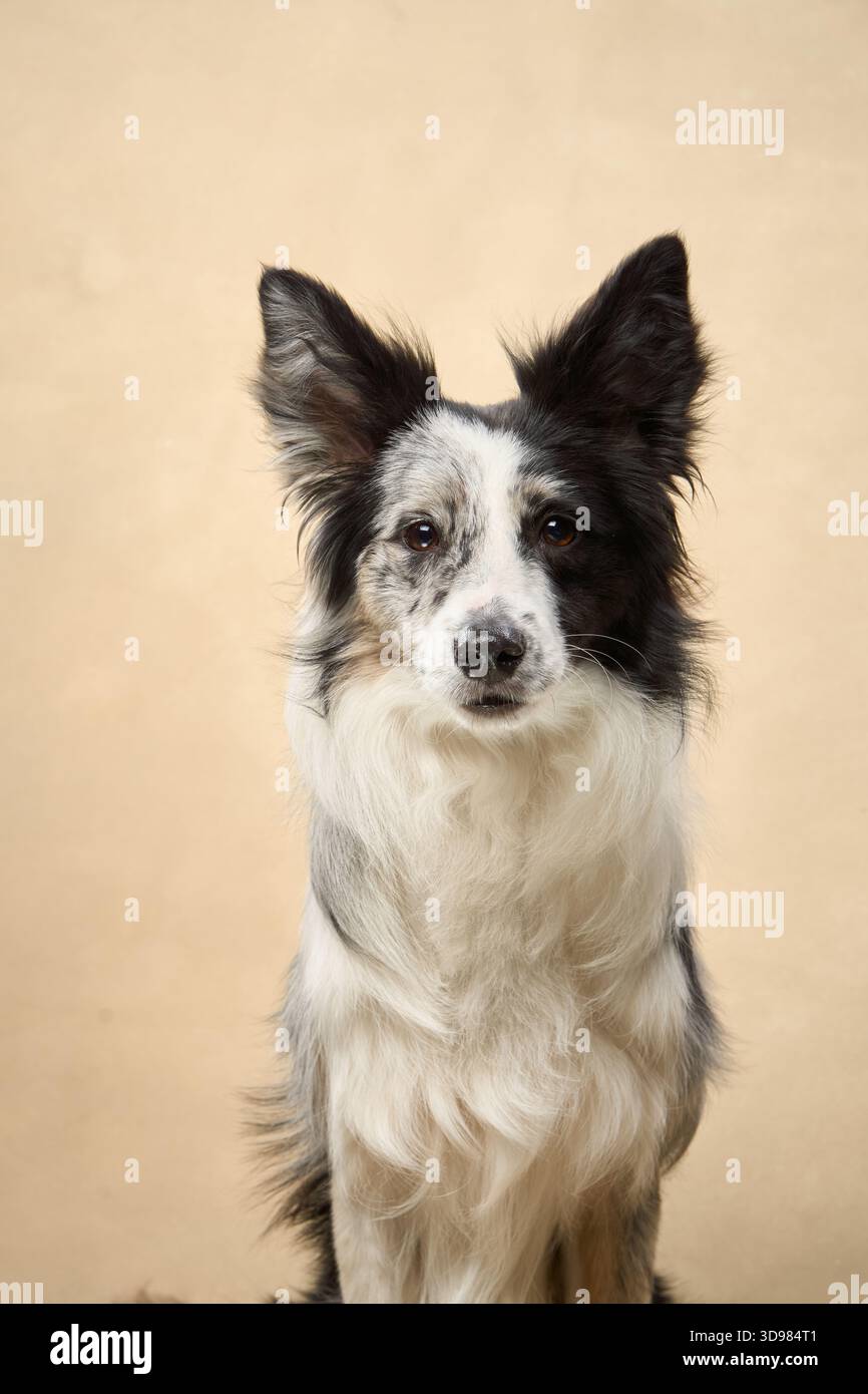 Un Border Collie focalizzato si trova con un aspetto diretto in una camera beige delicatamente illuminata. Foto Stock