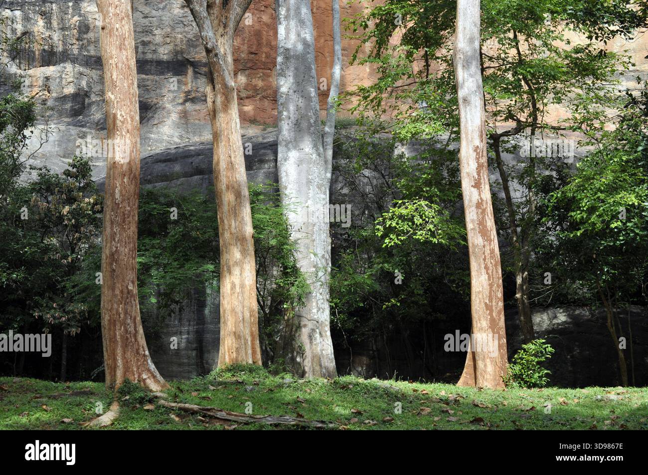 Alberi senza corteccia, roccia di leone sigiriya, Sri Lanka Foto Stock
