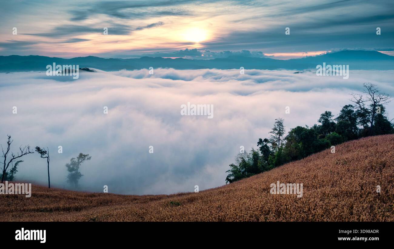 Splendida alba sul campo di grano coltivato su montagna con mare di nebbia nella campagna della Thailandia Foto Stock
