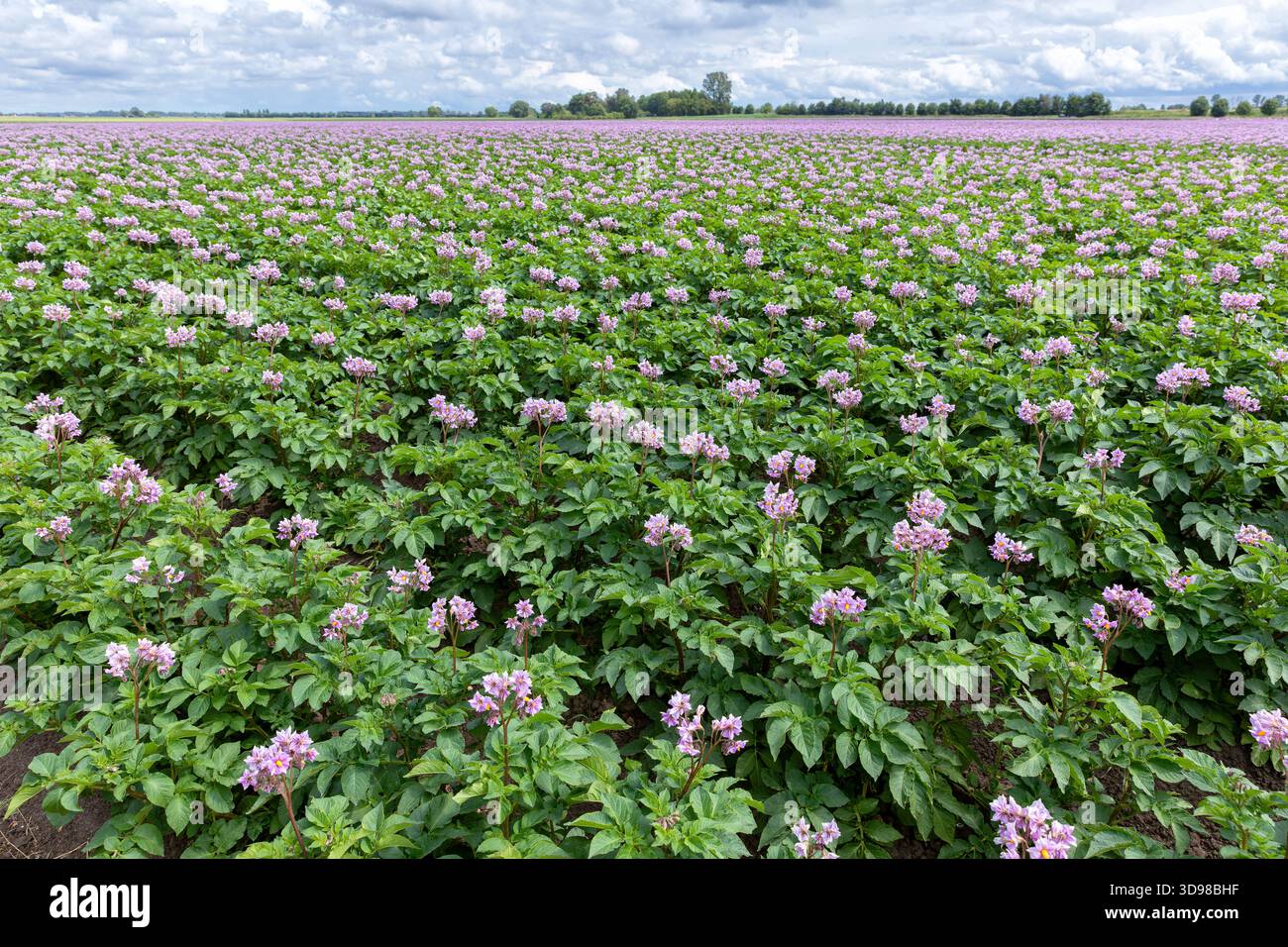 Fioritura di campi di patate, piante di patate con fiori viola che crescono su fiel contadini Foto Stock