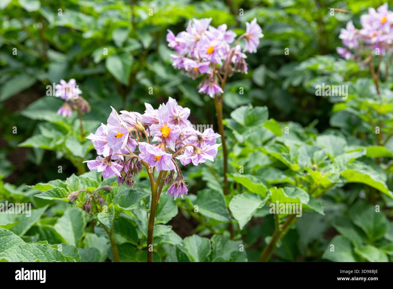 primo piano del fiore viola di una pianta di patate Foto Stock