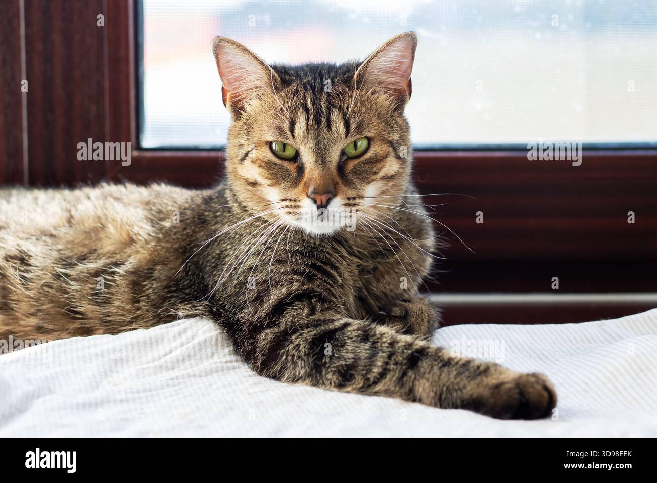 Allarme Tabby Cat sul davanzale con sguardo fisso, occhi verdi focalizzati su movimenti distanti, pelliccia a strisce Foto Stock