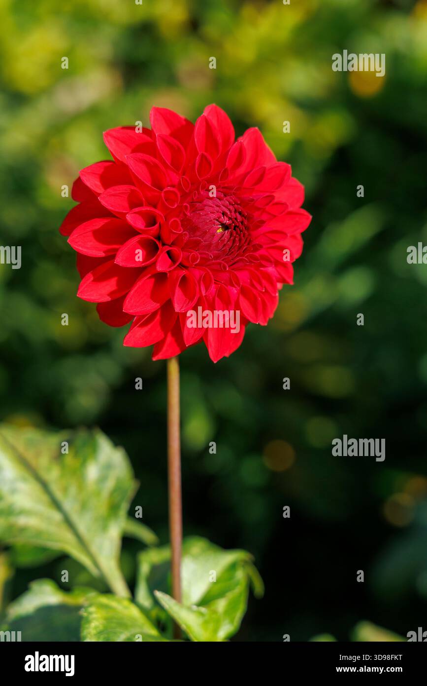 Carstone Ruby dalia, Inghilterra, Regno Unito Foto Stock