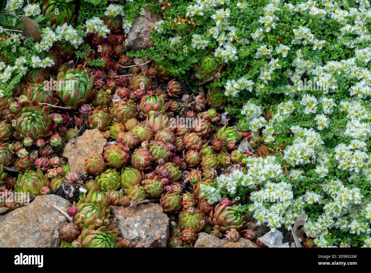 Sempervivum Houseleeks Paronychia piante basse per giardino roccioso Foto Stock